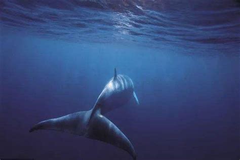 这个世界上，有一条最寂寞的鲸鱼，叫Alice… - 堆糖，美图壁纸兴趣社区