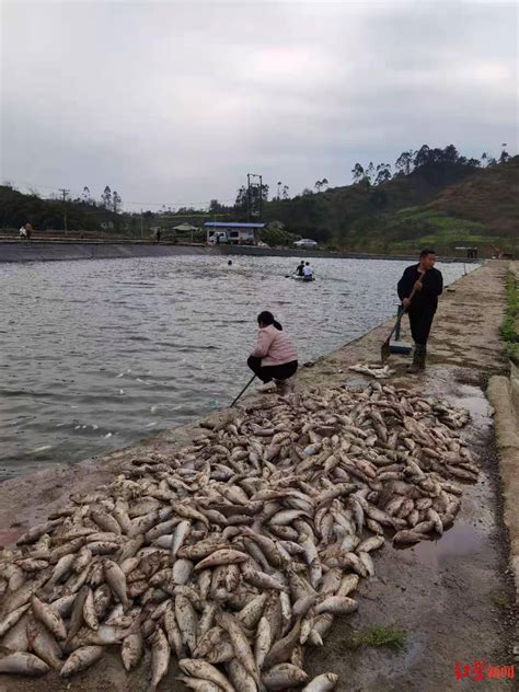深圳一公园湖内惊现万斤死鱼 知情人称是污染所致_海口网
