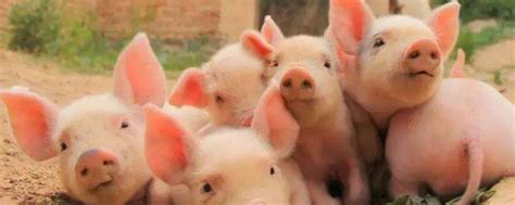 猪的正常体温是多少_怎样正确处理猪低烧|畜牧专家网