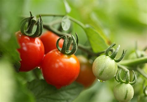 吃西红柿居然可以美容养颜？食用番茄时有哪些注意事项？ - 果百汇网