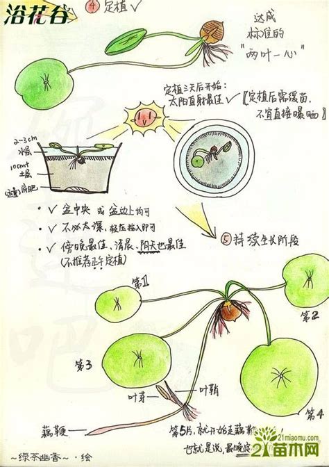 莲子发芽后怎么种植和注意事项 - 花晓网