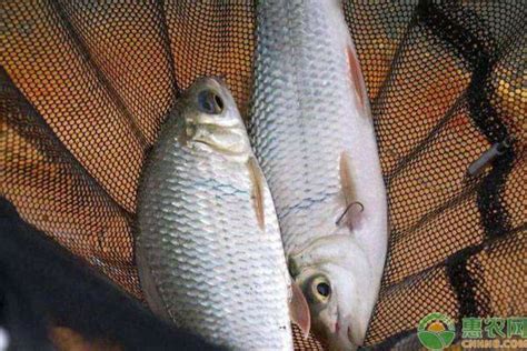 三文鱼价格多少钱一斤，超市最高卖到180元一斤 - 鲜淘网