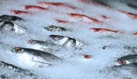 冰冻海鱼哪些品种好,常见的冷冻海鱼,市场上常见冻鱼图片(第7页)_大山谷图库