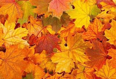 描写秋天的优美句子,秋天最短好句10个字,描写秋天的好句子简短_大山谷图库