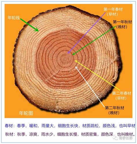 苹果树体结构及枝芽类型_挂云帆