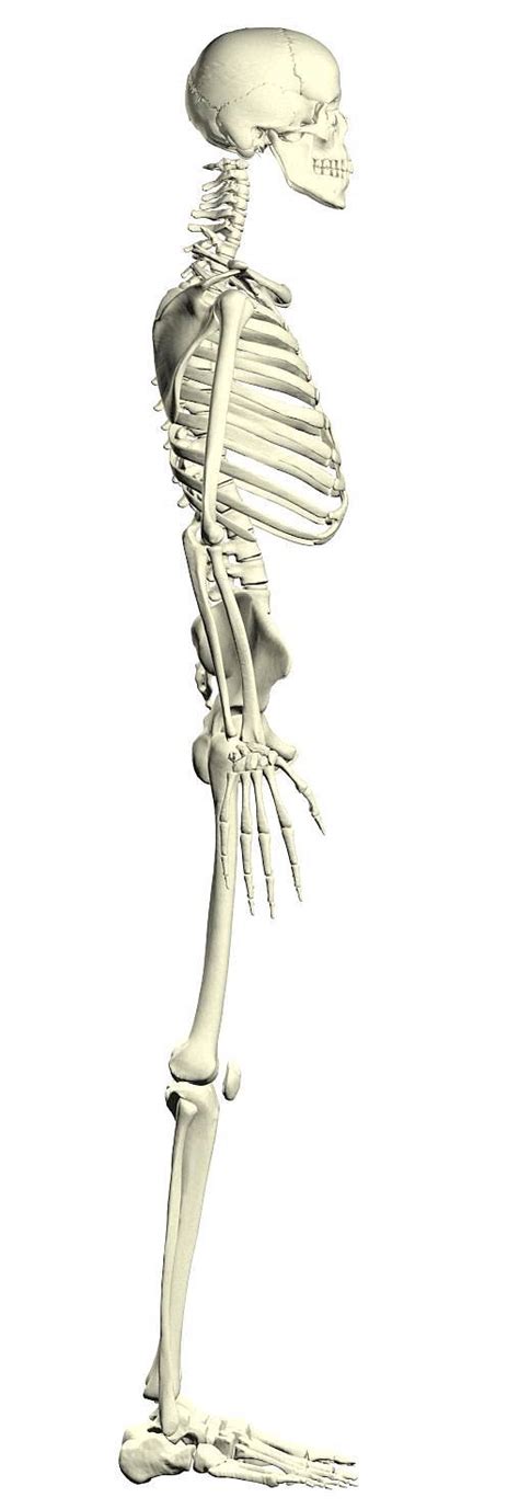 腰椎盘解剖节段医学,人体背部骨骼的特写,脊椎放大,脊髓椎间盘三维插图分离白色高清图片下载-正版图片300888506-摄图网