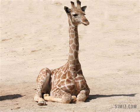 长颈鹿 小长颈鹿 哺乳动物 野生动物 动物园 婴儿 可爱 动物图片免费下载 - 觅知网