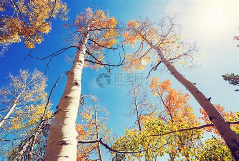 五彩缤纷的阳光森林景象秋天的季节与树木晴朗的日子高清图片下载-正版图片300153753-摄图网