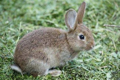 兔子吃窝边草，通常分为这样几种情况 读者来信如是说：和丈夫结婚