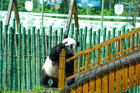 成都熊猫基地开园了！ 2020年全球首对大熊猫双胞胎喜迎游客-成都论坛-麻辣社区