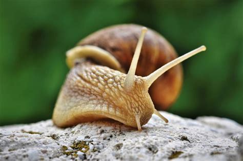 蜗牛被寄生虫控制变“僵尸”，四处招摇只为快些被鸟儿吃掉|蜗牛|寄生虫|僵尸_新浪新闻