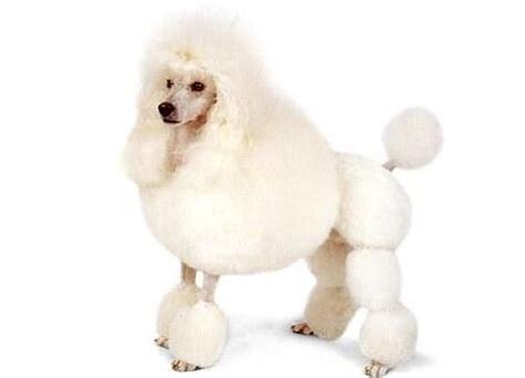 世界上最聪明贵宾犬巨型泰迪，身材魁梧温顺/曾售价600万_探秘志