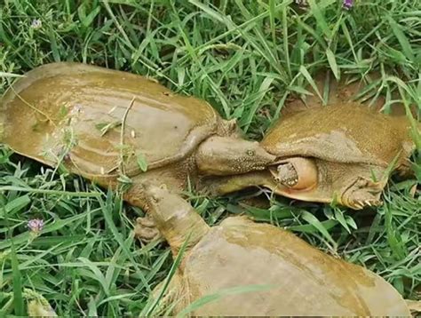 2012年顺德甲鱼产业受到两面夹击的挑战_两栖专题（乌龟甲鱼）_水产养殖网
