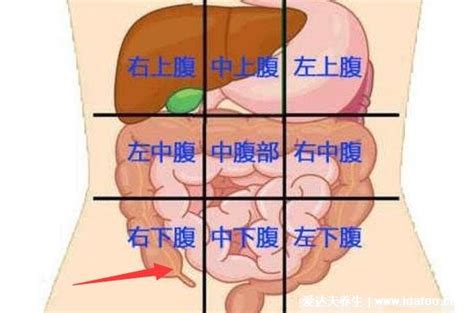 阑尾炎疼痛位置图图片