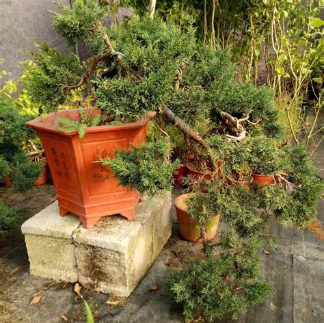 柏树盆景室内植物造型树桩花卉基地批发多种绿植客厅阳台景观松树-阿里巴巴