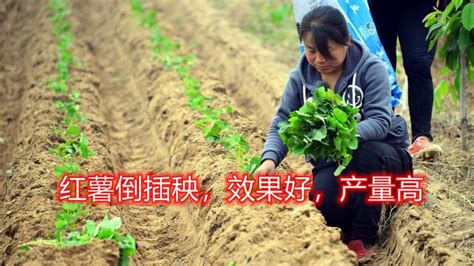 红薯的高产种植技巧 这几点要了解 - 种植技术 - 第一农经网