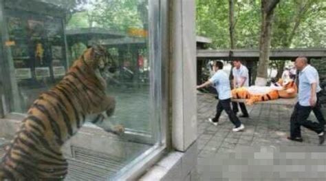 动物园请人为老虎示范逃跑下场 以防其逃跑(图)新闻频道__中国青年网