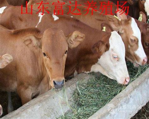 静宁县：何双牛养牛记