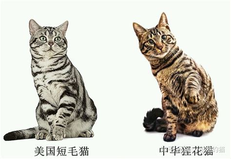 中国特有的三花狸花猫，你见过最好看的三花猫长什么样子呢?