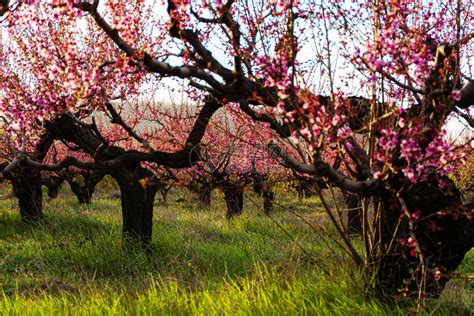 花园里盛开的桃树高清图片下载-正版图片506415544-摄图网