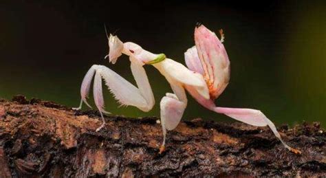 世界上最美的螳螂 兰花螳螂(外形像兰花的蟑螂)-小狼观天下