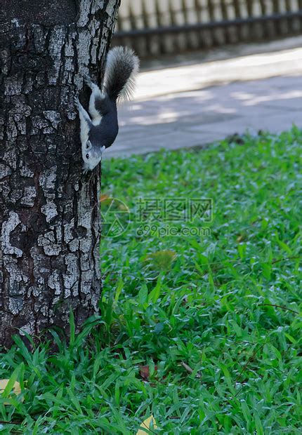 从树上爬下来的松鼠高清图片下载-正版图片321507304-摄图网