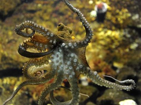 章鱼和鱿鱼的区别（章鱼与鱿鱼有啥不一样，哪个更好吃？） | 说明书网