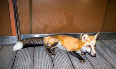 狐狸闯进英国议会大楼 乘自动扶梯跑到四楼才被捕获