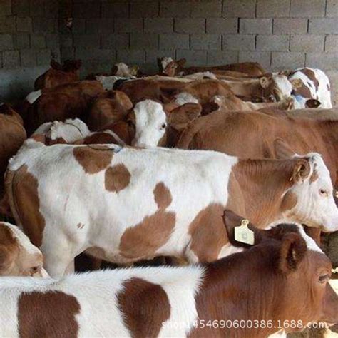 买30头母牛配公牛一头，迷你牛法国1吨牛 牛犊养牛场-阿里巴巴