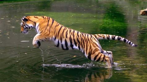 老虎捕食珍贵视频，真是速度与力量的结合，不愧是森林之王_腾讯视频