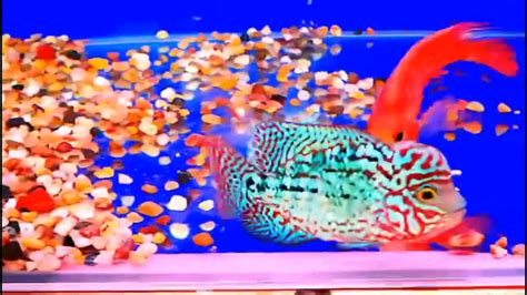 酒泉观赏鱼市场蓝光黑帝 - 罗汉鱼 - 广州观赏鱼批发市场