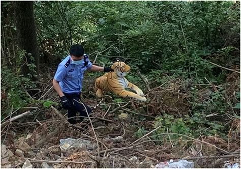 外逃老虎被击毙 官方回应_凤凰网视频_凤凰网