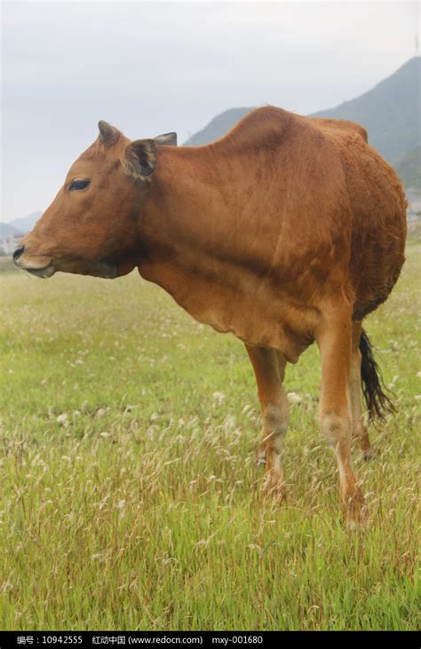 旅行大草原上的一头大水牛草原上的一头大水牛绿色喇叭高清图片下载-正版图片307724817-摄图网
