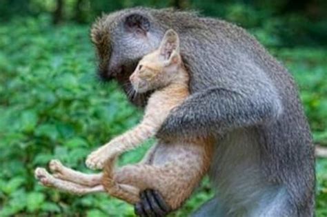 猫猴子图片