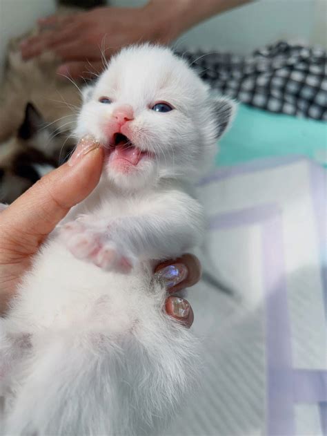 小猫崽六个月,小猫崽_大山谷图库