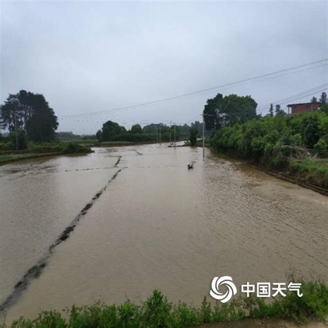 山西运城降雨致农田被淹 种植户下水抢收庄稼-图片-中国天气网