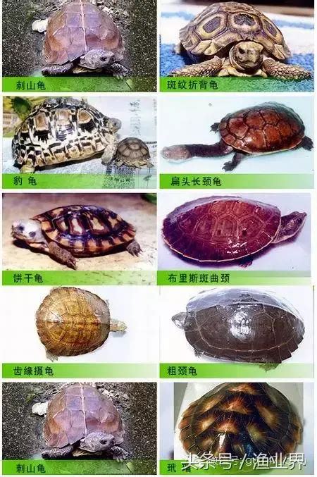 乌龟种类有哪些（18种常见的乌龟） – 碳资讯