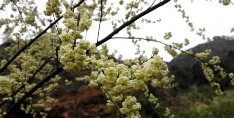 山苍子图片