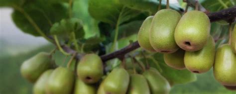 猕猴桃多少钱一斤，分析种植前景与效益 - 农敢网
