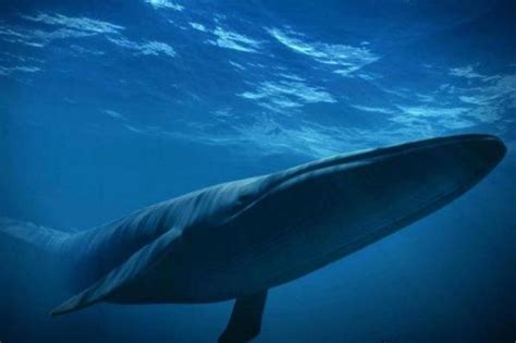 蓝鲸体长可达30米，体重能超过100吨，地球生命的体型极限在哪？_科技 _ 文汇网