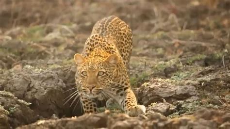 猎豹和狮子大战争夺食物，中途窜出狡猾的狒狒，被羚羊顶跑_腾讯视频