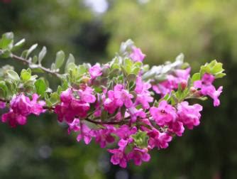 玉芙蓉图片