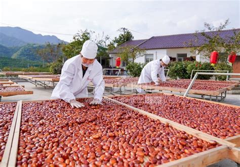 安徽池州：小焦枣成就大产业-人民图片网