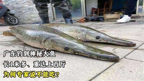 鲭鱼和鲤鱼有什么区别？为什么广东顺德四大鱼都有鲭鱼 - 运富春