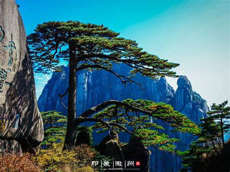 黄山松树图片