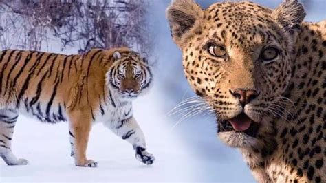 我国初步建成东北虎豹科研和监测体系 野生东北虎豹种群逐渐扩大-国际环保在线