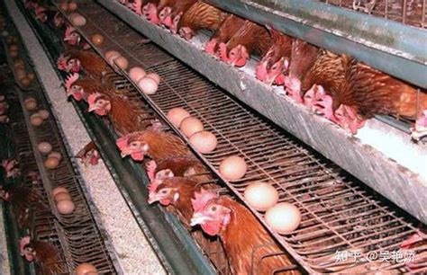 养鸡如何能避免国内高发产蛋少 快速见效产蛋少 产蛋下降怎么办 - 知乎