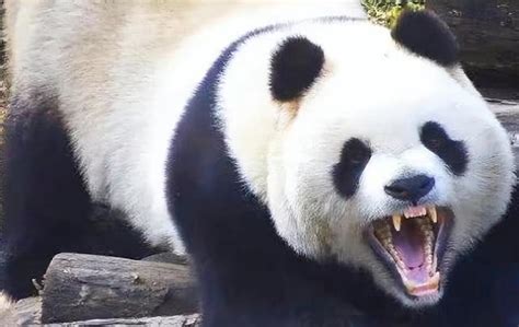 世界上咬合力前10动物排名，萌兽大熊猫上榜，第一名咬合力2.5吨 - 知乎