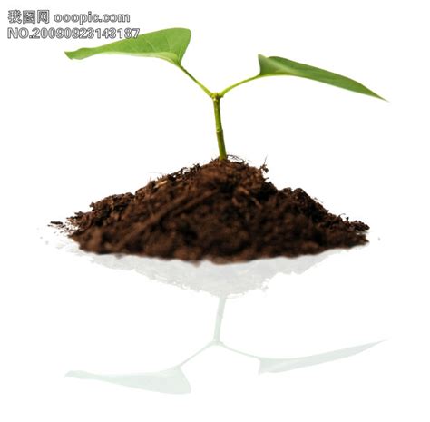 泥土里的嫩芽元素素材下载-正版素材401649555-摄图网