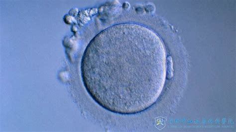 如何评判试管婴儿胚胎的质量？有标准吗？ - 知乎